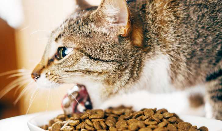 La Pancreatite Chez Le Chat Symptomes Diagnostic Traitement
