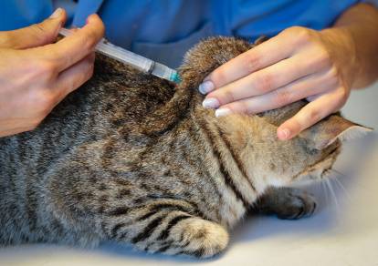 La Pneumonie Du Chat Causes Symptomes Traitement