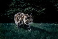 Un Maine Coon en train de chasser dans un jardin pendant la nuit