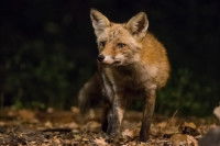 Un renard la nuit dans un jardin