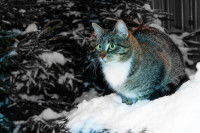 Un chat assis dans la neige en extérieur pendant la nuit