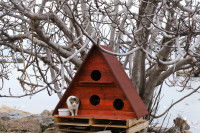 Une niche pour chat installée dans un arbre