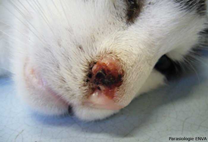 Le Pemphigus Foliace Du Chat Symptomes Traitement