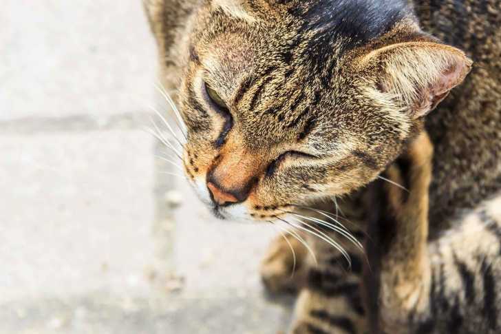 Les Poux Du Chat Transmission Detection Et Traitement