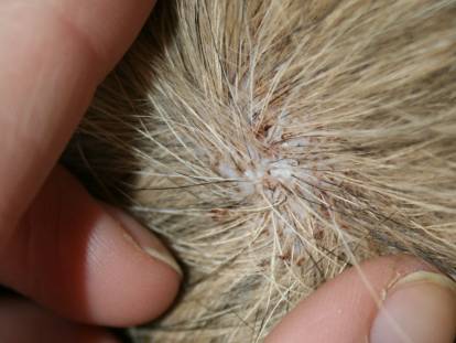 Les Puces Et Le Chat Detection Traitement Et Prevention