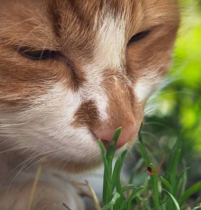 Les Tiques Du Chat Dangers Detection Retrait Et Prevention