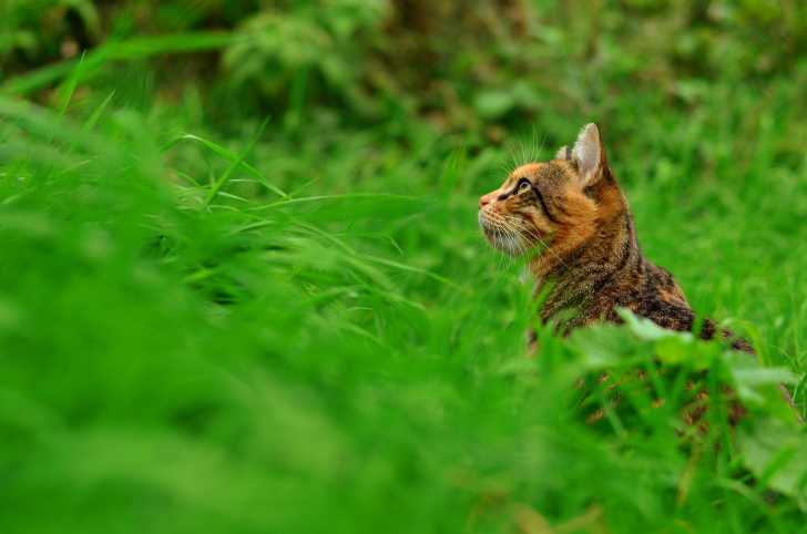 Les Tiques Du Chat Dangers Detection Retrait Et Prevention