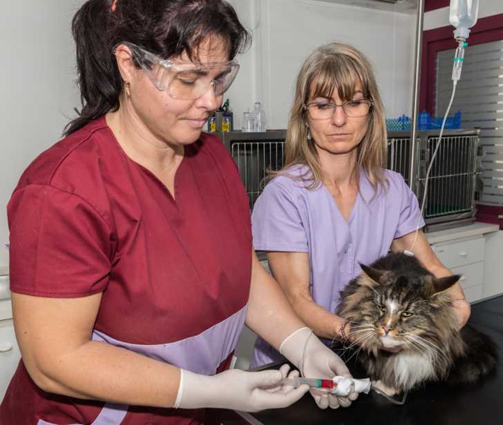 Le Lymphome Du Chat Les Tumeurs Et Cancers Chez Le Chat