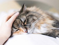 Un chat tigré se faisant caresser par sa maitresse