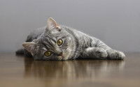 Un chat tigré gris couché sur un plancher en bois