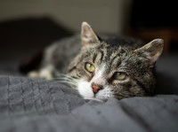 Un chat tigré couché sur un lit