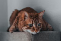 Un chat tigré roux avec de beaux yeux bleus