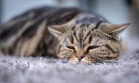 Un gros chat tigré en train de dormir