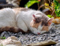 Un chat tricolore couché sur un parterre de pierre