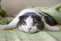 Un chat blanc et gris foncé couché sur un drap