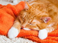 Un chat tigré roux en train de dormir