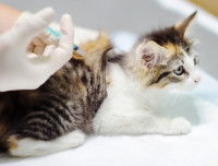 Un petit chat tricolore en train de recevoir une injection