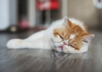Un gros chat blanc et roux avec son nez écrasé couché au sol
