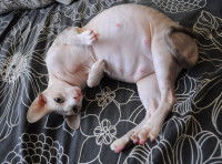 Un chat sans poil se reposant sur un lit