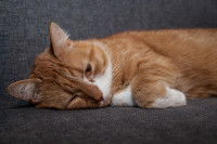 Un chat roux tigré couché sur le côté