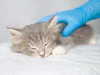 Un petit chaton gris clair en train de dormir