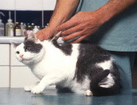 Un gros chat blanc et gris recevant une injection
