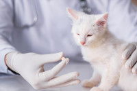 Un vétérinaire donne un médicament à un petit chat blanc