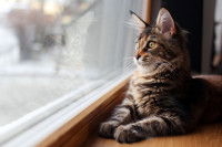 Un jeune Maine Coon regarde par la fenêtre