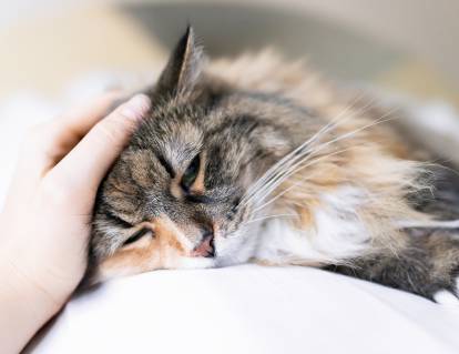 La leucose du chat : durée de vie, traitements, vaccin...