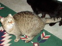 Qu'est-ce que l'hypertype ?