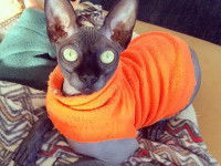 Les races félines concernées