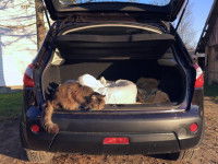Un chat assis dans le coffre d'une voiture