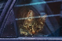 Un chat malade en voiture regarde par la fenêtre