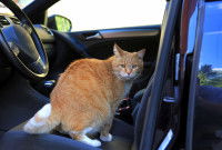 Un gros chat roux assis sur le siège avant d'une voiture