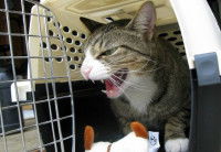 Un chat stressé miaule dans sa cage de transport