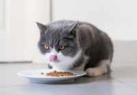 Un chat gris et blanc mange des croquettes dans une assiette