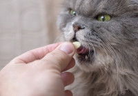 Un homme donne un médicament à son chat