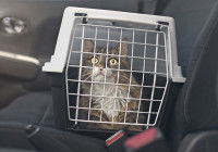 Un chat dans une cage de transport posé sur le siège d'une voiture
