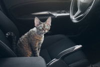 Un Devon Rex assis sur le siège avant d'une voiture