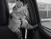 Un chaton regarde par la fenêtre d'une voiture