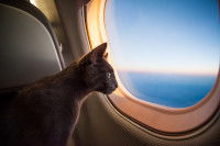 Un chat gris regarde par le hublot d'un avion
