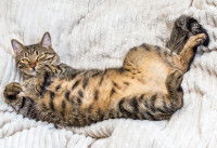 Un chat gris aux yeux jaunes allongé sur une couverture