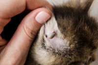 Un chat avec une grosse tique à l'intérieur de l'oreille