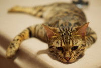 Un chat Bengal malade est allongé sur une table