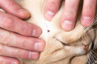 Un homme examine le pelage de son chat à la recherche de tiques