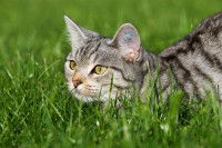 Un chat gris tabby marche dans l'herbe dans un jardin