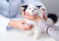 Un vétérinaire examine l'état d'un jeune chat malade