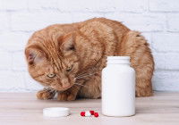 Un chat roux assis à côté d'une boîte de médicaments