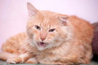Un chat roux avec un air agressif
