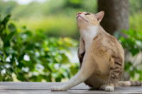 Un chat en train de gratter les oreilles